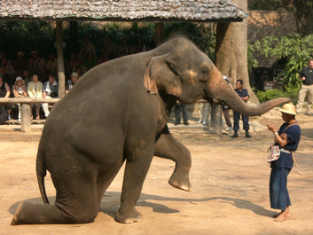 Elephant Camp 3