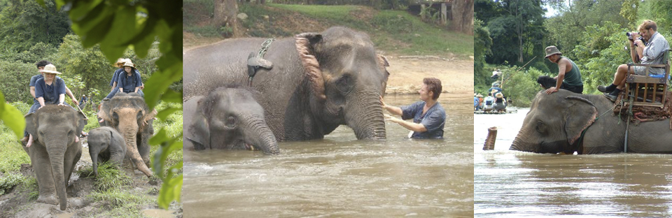 Elephant care camp and mahout training