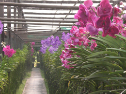 Orchid Farm2